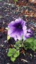 Gorgeous purple flower