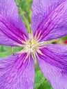 Gorgeous purple flower pistil - stamen