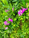 Gorgeous purple flowers with green leaves growing in California