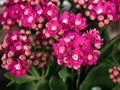 Gorgeous purple flowers of a Kalanchoe blossfeldiana plant with most of its buds closed