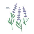 Gorgeous purple lavender flowers and green leaves hand drawn on white background. Beautiful flowering plant, fragrant