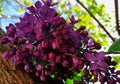 Gorgeous purple lilac flowers, bouquet of lilac, tree with purple spring flowers Royalty Free Stock Photo