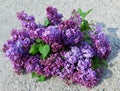 Gorgeous purple lilac flowers, bouquet of lilac, tree with purple spring flowers Royalty Free Stock Photo