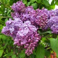 Gorgeous purple lilac flowers, bouquet of lilac, tree with purple spring flowers Royalty Free Stock Photo