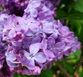 Gorgeous purple lilac flowers, bouquet of lilac, tree with purple spring flowers Royalty Free Stock Photo