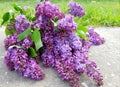 Gorgeous purple lilac flowers, bouquet of lilac, tree with purple spring flowers Royalty Free Stock Photo