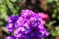 A gorgeous purple Matthiola flower in the garden surrounded by lush green leaves Royalty Free Stock Photo