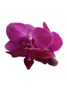 Gorgeous purple orchid