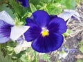 A gorgeous purple pansy in full bloom