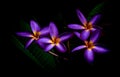 Gorgeous purple plumeria or frangipani flowers