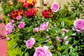 Gorgeous purple and red roses in the garden surrounded by lush green leaves at Little Corona Del Mar Beach Royalty Free Stock Photo