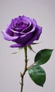 Gorgeous Purple Rose Against A Transparent Background. Generative AI