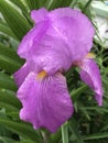 Gorgeous Purple Tall Bearded Iris Blossom With Gold Beards