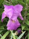 Gorgeous Purple Tall Bearded Iris Blossom With Gold Beards