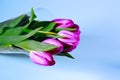 Gorgeous purple tulips bouquet isolated close up view. Blue, grean and purple beautiful backgroun