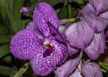 A Shining Beautiful Vanda Orchid