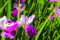 Gorgeous purple, white and yellow Iris flowers in the marsh with a butterfly surrounded by lush green leaves, stems and tall grass Royalty Free Stock Photo