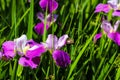 Gorgeous purple, white and yellow Iris flowers in the marsh with a butterfly surrounded by lush green leaves, stems and tall grass Royalty Free Stock Photo