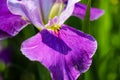 Gorgeous purple, white and yellow Iris flowers in the marsh surrounded by lush green leaves, stems and tall grass Royalty Free Stock Photo