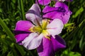 Gorgeous purple, white and yellow Iris flowers in the marsh surrounded by lush green leaves, stems and tall grass Royalty Free Stock Photo