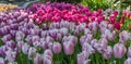 Gorgeous purple, white and yellow tulips in springtime