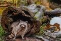 Gorgeous raccoon cute peeks out of a hollow in the bark of a large tree. Raccoon & x28;Procyon lotor& x29; also known as