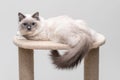 Gorgeous ragdoll cat lying on a climbing frame Royalty Free Stock Photo