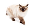 Gorgeous Ragdoll Cat Walking Royalty Free Stock Photo