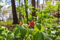 A gorgeous red Aesculus or buckeye flower surrounded by lush green leaves in the forest at Murphey Candler Park