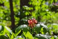 A gorgeous red Aesculus or buckeye flower surrounded by lush green leaves in the forest at Murphey Candler Park