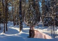 Gorgeous red deer resting in the snow Royalty Free Stock Photo