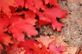 Gorgeous Red Leaves of Big Tooth Maple Royalty Free Stock Photo