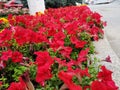 Flowerbeds of beautiful red flowers bright