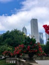 Beautiful red flowers blooming by buildings in Chicago, Illinois Royalty Free Stock Photo