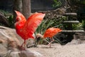 Gorgeous red ibis opens wings Royalty Free Stock Photo