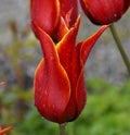 gorgeous red lily tulip with a yellow fringe covered with raindrops on fresh and rainy April day Royalty Free Stock Photo