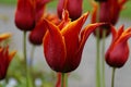 gorgeous red lily tulip with a yellow fringe covered with raindrops on fresh and rainy April day Royalty Free Stock Photo