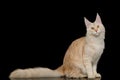 Huge Maine Coon Cat Isolated on Black Background