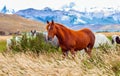 Gorgeous red mustang grazes Royalty Free Stock Photo