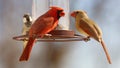 Gorgeous Couple of Red northern cardinal and sparrow colorful bird eating seeds from a bird seed feeder during summer in Michigan Royalty Free Stock Photo