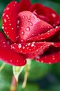 Gorgeous red rose with diamond like raindrops on her petals