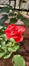 Gorgeous red garden rose Royalty Free Stock Photo