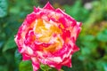 Gorgeous red rose among green leaves close-up.