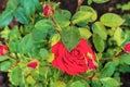 Gorgeous red rose among green leaves close-up.