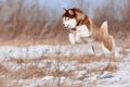 Gorgeous red siberian husky dog jumping flying high over ground Royalty Free Stock Photo