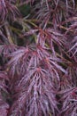 Gorgeous Red Split Leaf Japanese Maple in Nature