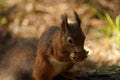 Cute Tufty Ears on this Red Squirrel