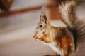 Gorgeous red squirrel gnaws nut close-up Royalty Free Stock Photo