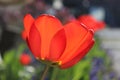 A red tulip blooms in the spring sunlight