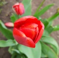 gorgeous red tulip after the rain. spring flowers. spring flowers in the garden Royalty Free Stock Photo
